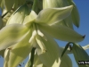 Wavey Leaf Yucca: Flower