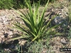 Wavey Leaf Yucca: Leaf