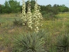 Yucca: Whole Plant