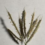 Kleberg Bluestem Inflorescence